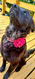 Pink Rescue Dog Collar