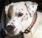 Glitter Turkey Faces Dog Collar