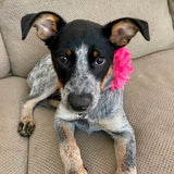 Shocking Pink Dahlia Flower