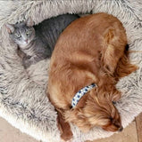 Boy Hexagon Dog Collar