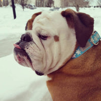 Blue Snowflake Dog Collar
