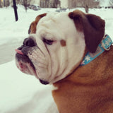 Blue Snowflake Dog Collar