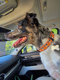 Buffalo Check Jack O Lantern Dog Collar