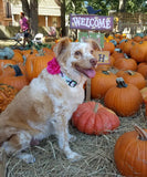 White Spiders Dog Collar