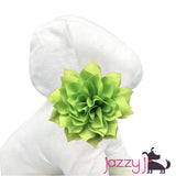 Apple Green Dahlia Flower