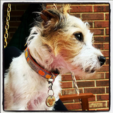 Chevron Pumpkins Dog Collar