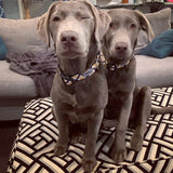 Gold & Black Plaid on Black Dog Collar