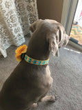 Blue Pineapple Dog Collar