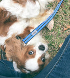 Blue Pinstripe Dog Collar