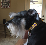 Sweet Home Louisiana Dog Collar