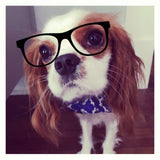 Royal Blue Trellis Bow Tie