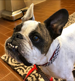 Houndstooth Dog Collar