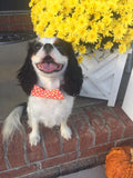 Orange Polka Dot Bow Tie