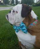 Prepster Plaid on Blue Dog Collar