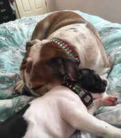 Black Tinsel in a Tangle Dog Collar
