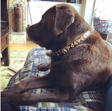 Black Candy Corn Dog Collar