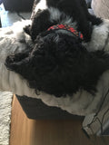 Red Tartan Holiday Dog Collar