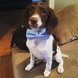 Blue Seersucker Bow Tie