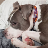 Purple All Year Long Dog Collar