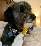 Navy & Gold Plaid on Navy Dog Collar