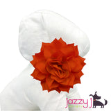 Orange Dahlia Flower