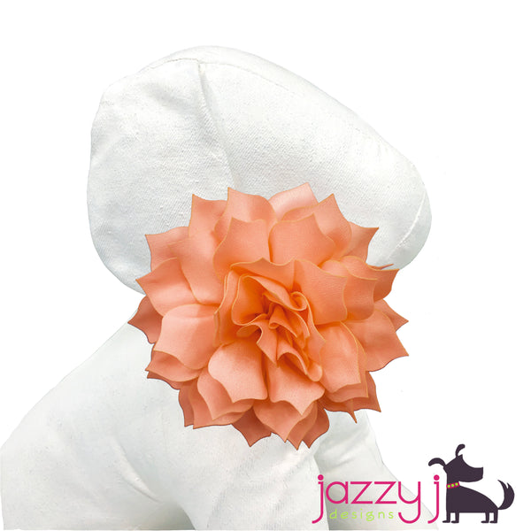 Petal Peach Dahlia Flower