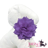 Purple Dahlia Flower