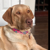 Pink Rescue Dog Collar