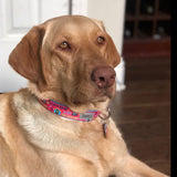 Pink Rescue Dog Collar