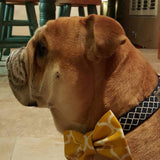 Gold Trellis Bow Tie